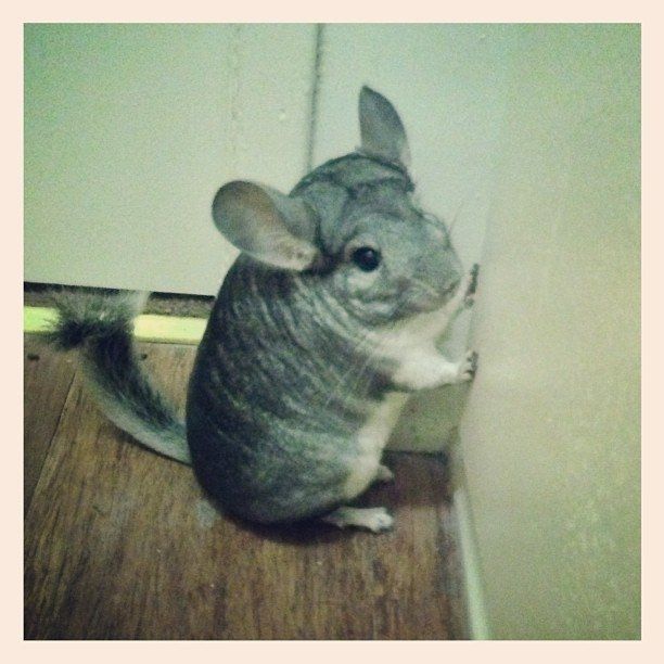 Just for fun, lets see your crazy pet child....