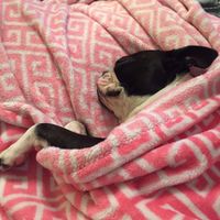 NWR: it's my dogs birthday!