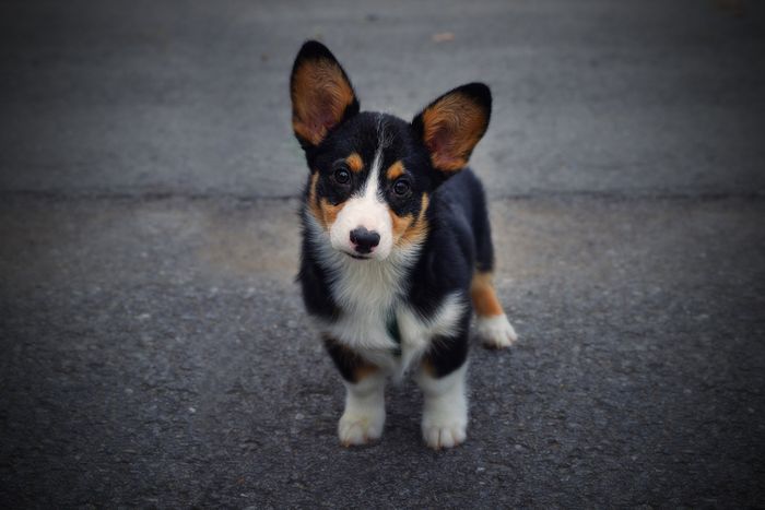 Fur baby friday!