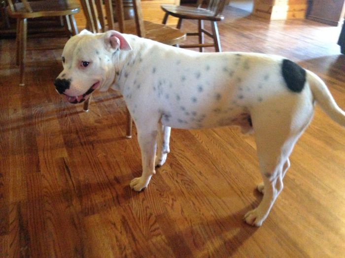 NWR: Fur baby thread!