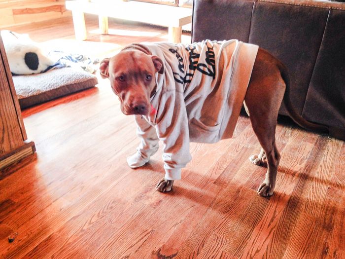 NWR: Fur baby thread!