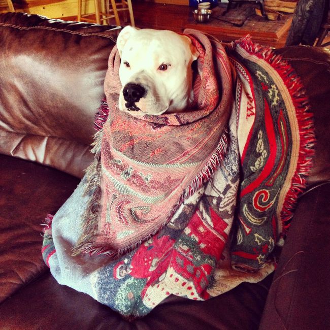 NWR: Fur baby thread!