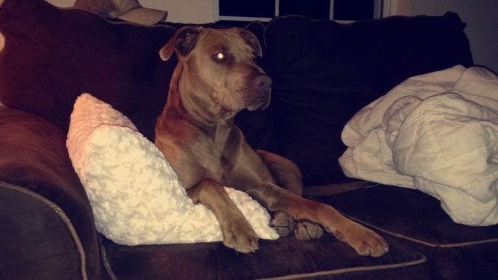 NWR Show me your furbabies