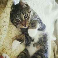 Show my your kitties!