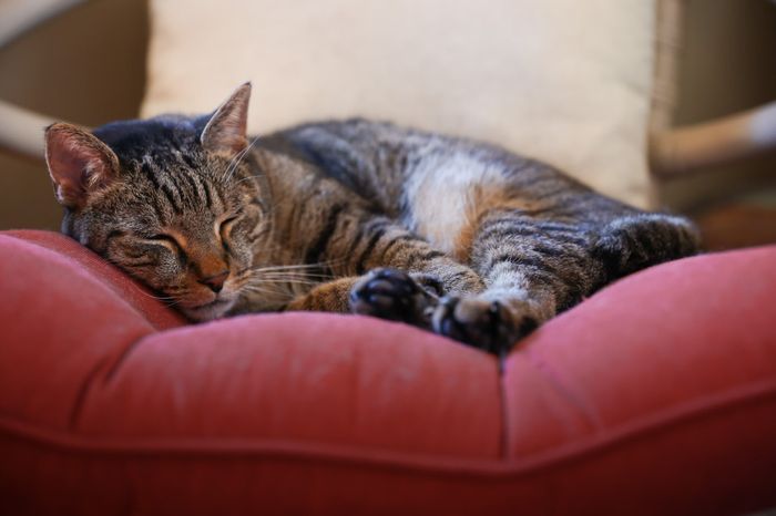 Let’s See Your Fur Babies! 3