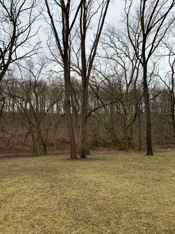 Arch or Tree for Ceremony Altar? 2