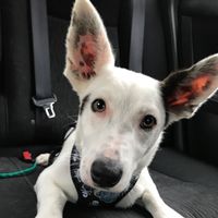 NWR: Just A Little Pick Me Up Post