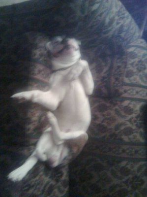 Furbabies make me happy :)