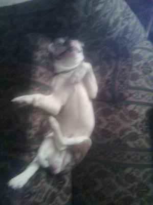 Furbabies make me happy :)