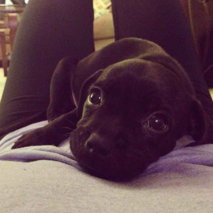 Show me your puppies!