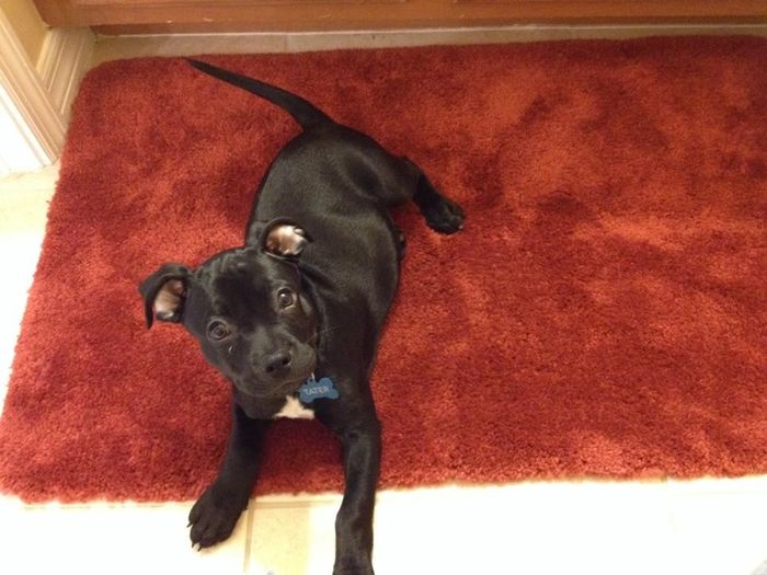 Show me your puppies!