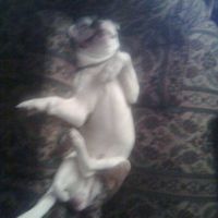 SBR: Meet my Fur-babies, lets see yours too