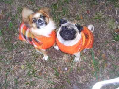 Furbabies!!! Lets show them off!