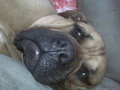 *NWR* Show me your pets/animals! *PICS*