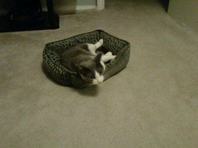 *NWR* Show me your pets/animals! *PICS*