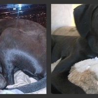 Keeping my mind of my wedding...Show me your dog:)!!**Pics