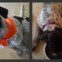 Keeping my mind of my wedding...Show me your dog:)!!**Pics