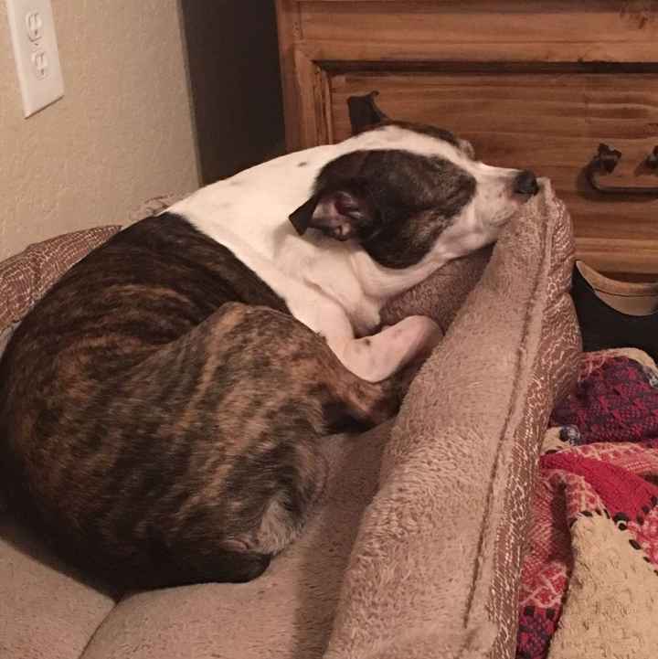 NWR: Puppy Friday!!