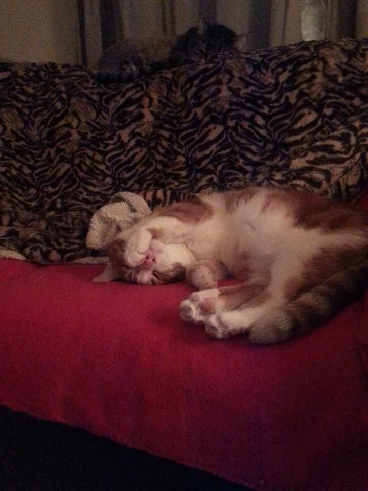 NWR.......FUR BABIES!!!!