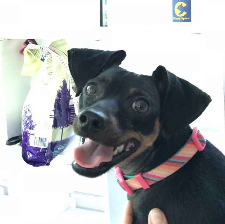 NWR: Silly pictures of your pets