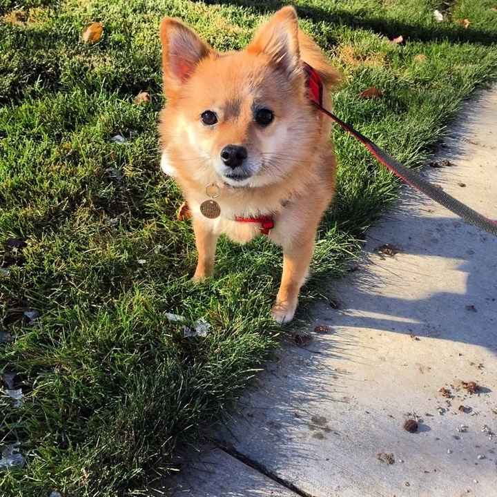 NWR- pets! We love them show me yours :)