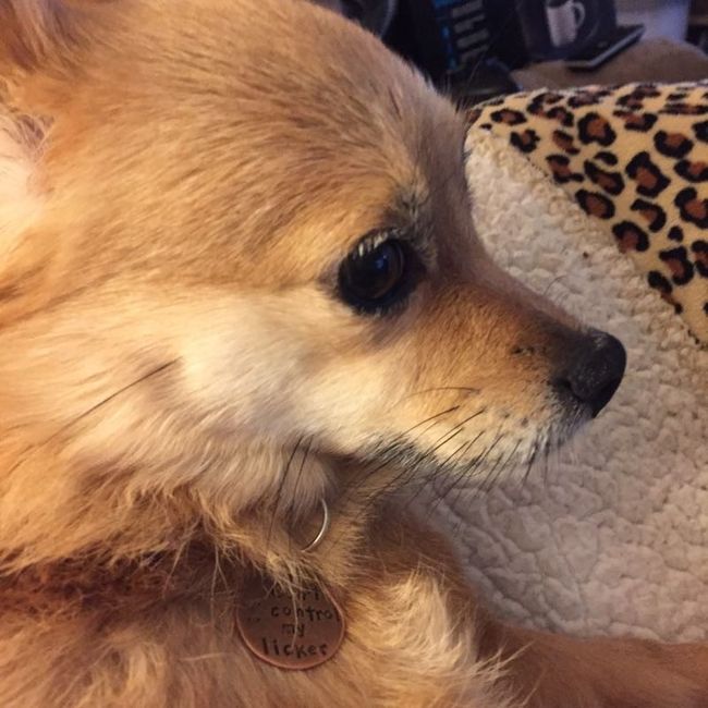 NWR - Pet pictures