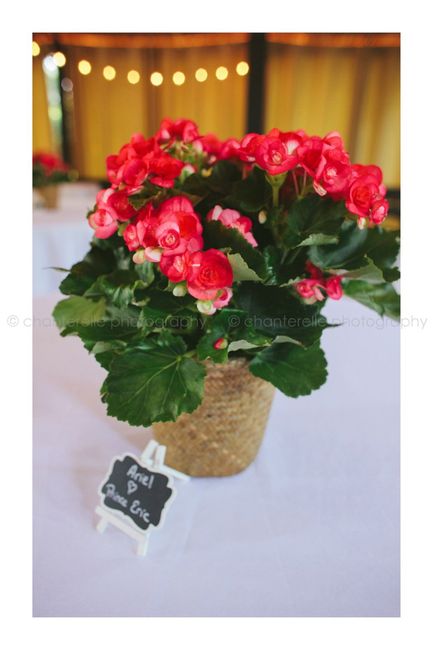 Potted plants at reception? 1
