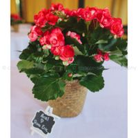 Alternatives to flowers? - 1