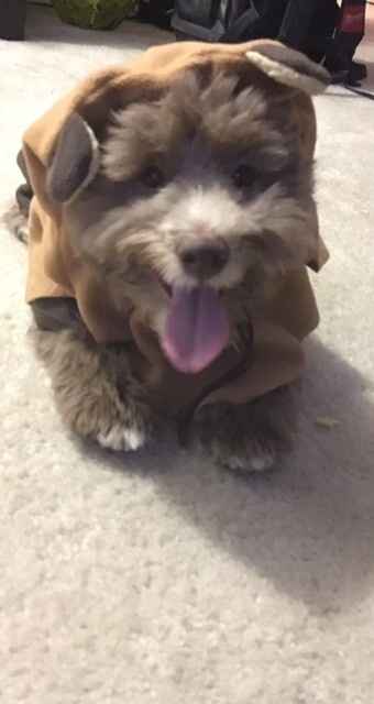 NWR: What is your fur baby being for Halloween?
