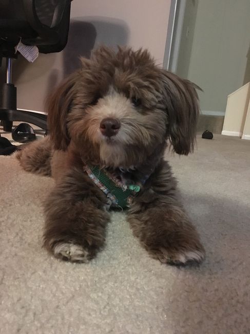 NWR: Puppy Friday!!