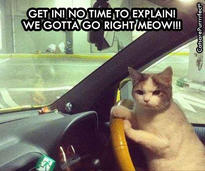 Time to Post Funny Cat Pics!