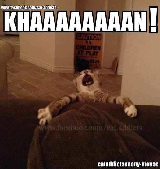 What happened to all the cats?