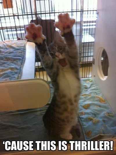 Obligatory Cat Thread
