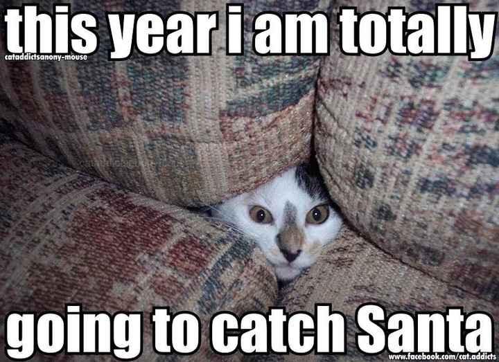 NWR: Holiday Cat Time :)