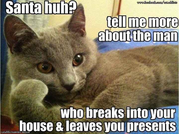 NWR: Fun time - Holiday Cat Pics