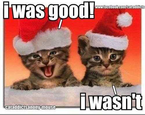 NWR: Holiday Cat Time :)