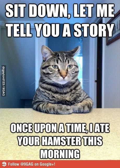 Time to Post Funny Cat Pics!