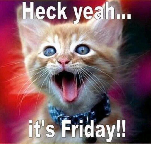 Time to Post Funny Cat Pics!