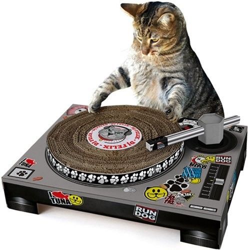 Time to Post Funny Cat Pics!