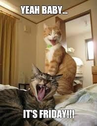 What happened to all the cats?