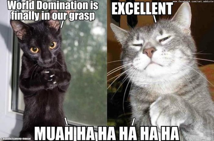 What happened to all the cats?