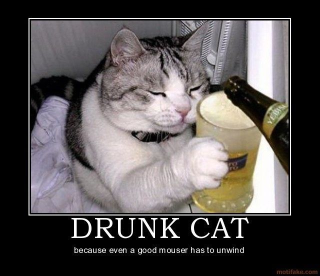 KWR: Drunk Kitty