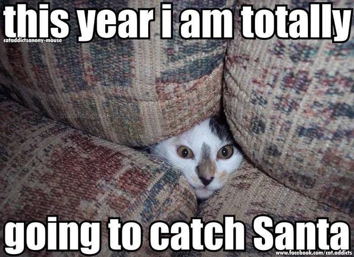 NWR: Holiday Cat Time :)