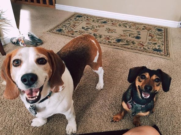 NWR: Puppies and fur babies!