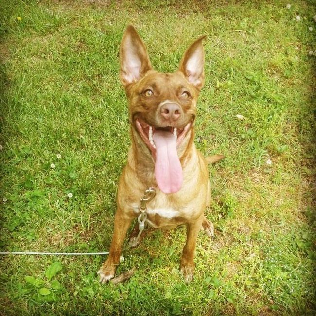 Spinoff: Show us your rescues!