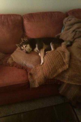 Just for fun- haven't seen the furbabies in awhile