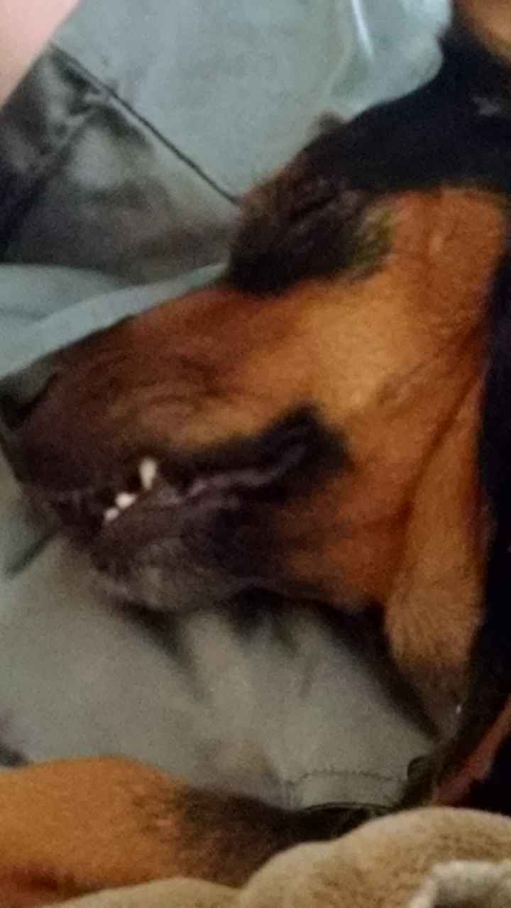 Sick and need cheering up--show me your Fur babies!