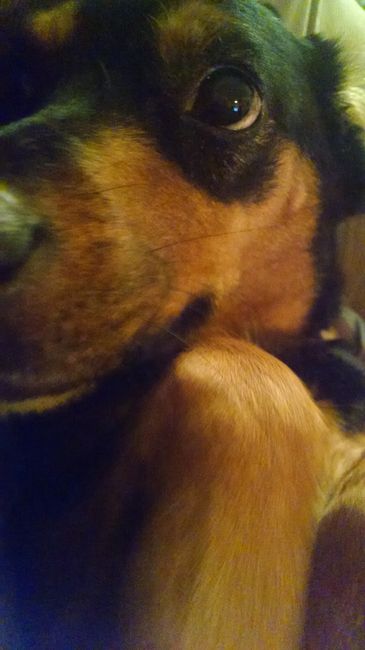 Sick and need cheering up--show me your Fur babies!