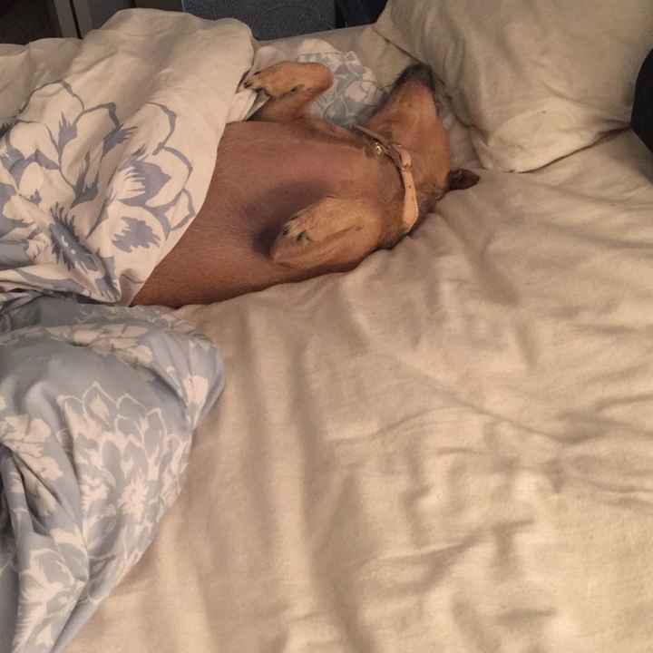 NWR: My pup thinks she's people. She's right. Show me your "people pups!"