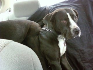 NWR hoping to get a new pup